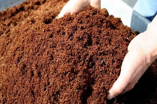 Kỹ thuật làm giá thể trồng cà chua 4 Xơ dừa